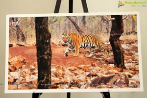 World Tiger Day Celebrations by Aircel