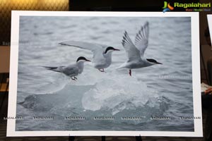 Arctic Svalbard Photo Showcase
