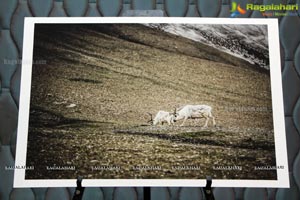 Arctic Svalbard Photo Showcase