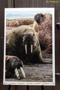 Arctic Svalbard Photo Showcase