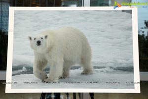 Arctic Svalbard Photo Showcase