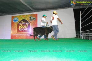 The Dream Bull Show