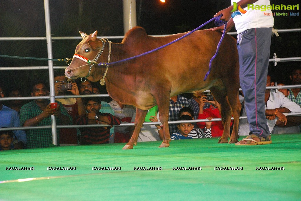 The Dream Bull Show in Hyderabad