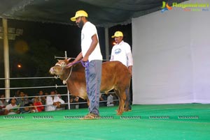 The Dream Bull Show