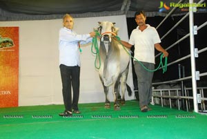 The Dream Bull Show