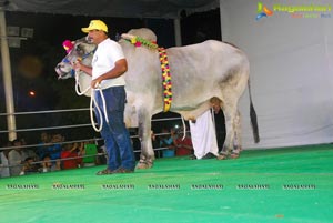 The Dream Bull Show