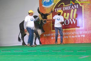 The Dream Bull Show