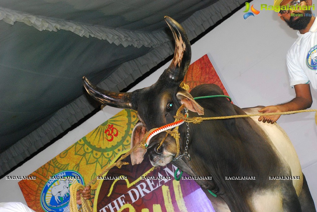 The Dream Bull Show in Hyderabad