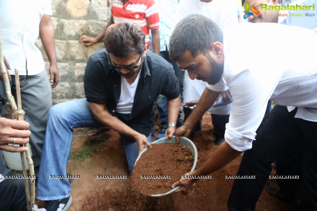 Venkatesh participates in Haritha Haaram