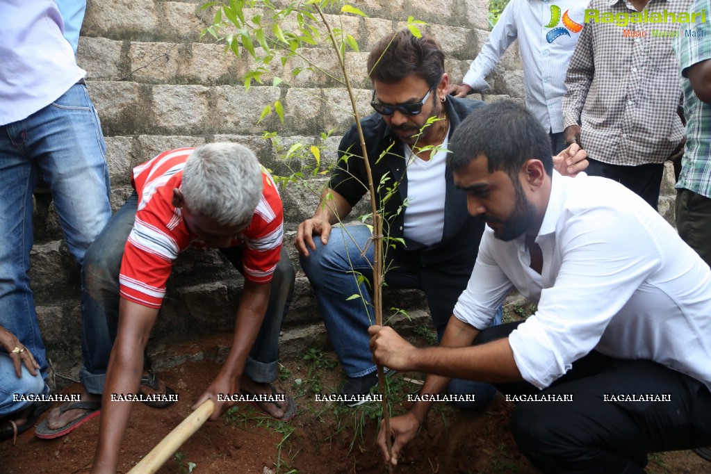 Venkatesh participates in Haritha Haaram