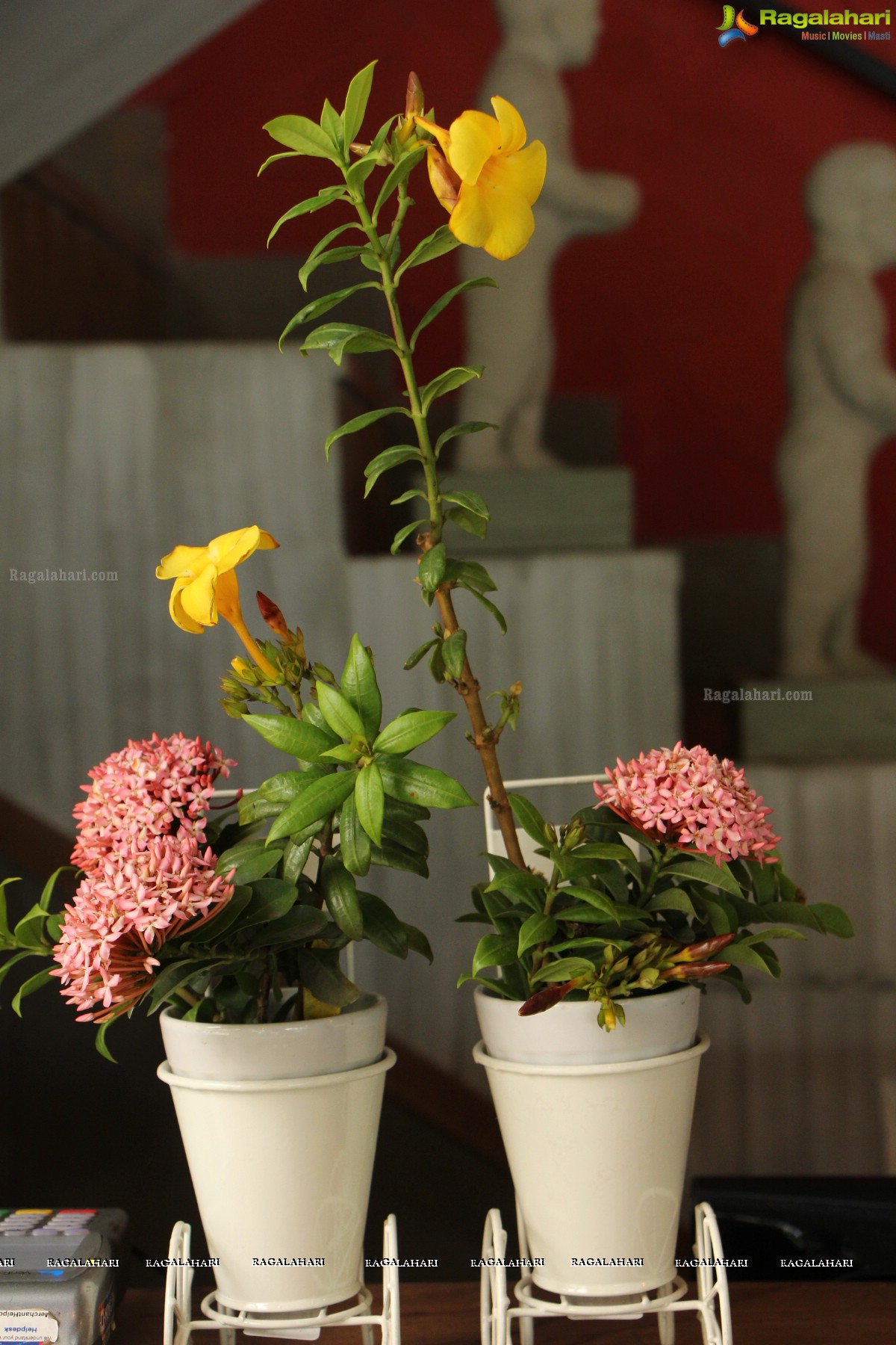 'Eucalyptus & Ikebana' - An Ikebana Exhibition, Hyderabad