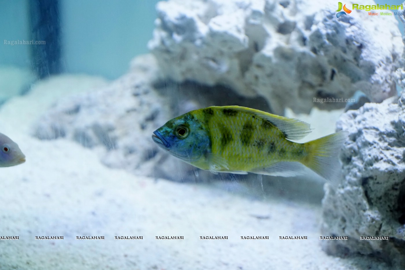 Aqua Life 2015 - Rare Species of Fish Exhibition