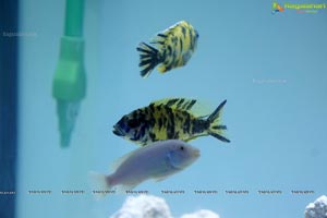 Aqua Life 2015 Exhibition