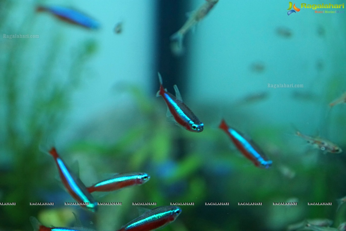 Aqua Life 2015 - Rare Species of Fish Exhibition