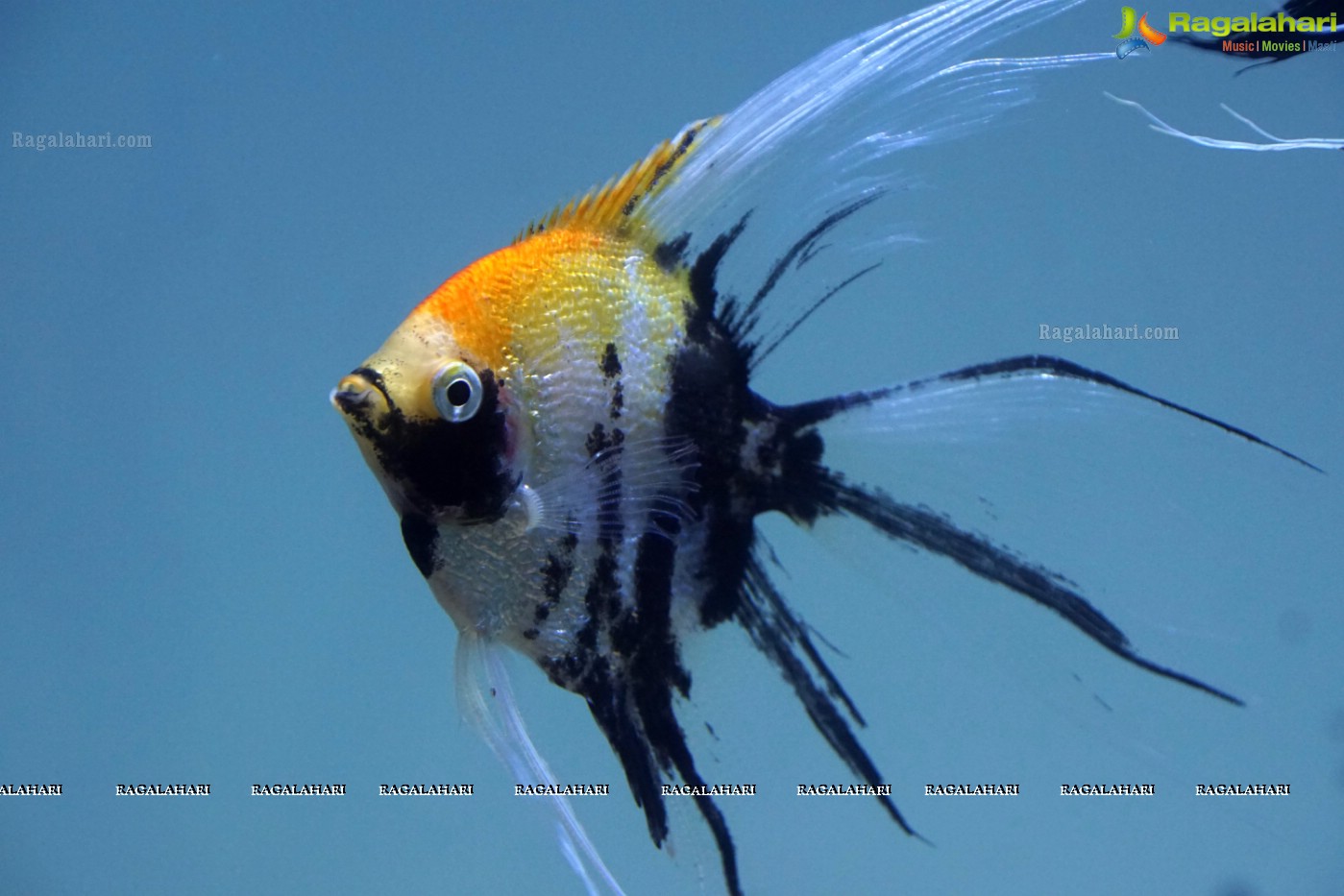 Aqua Life 2015 - Rare Species of Fish Exhibition