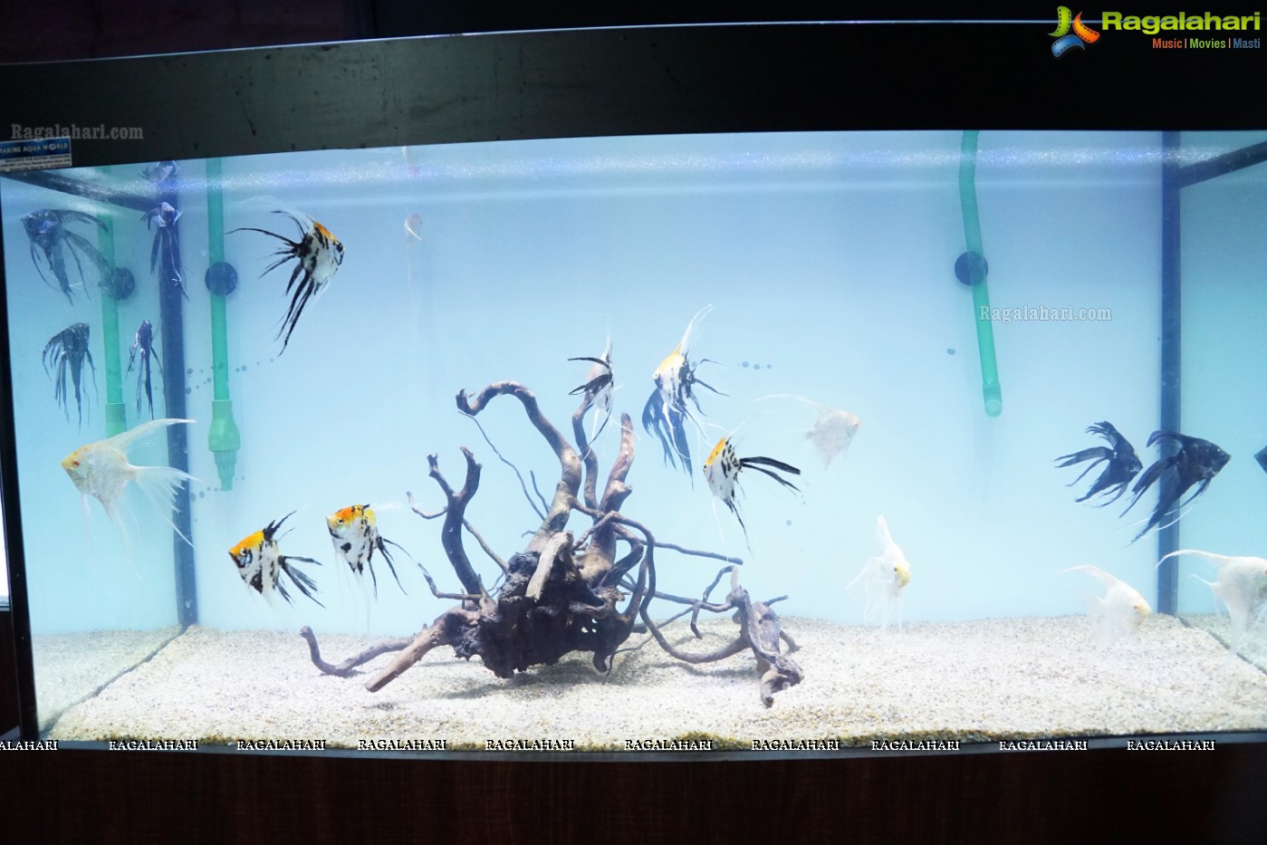 Aqua Life 2015 - Rare Species of Fish Exhibition