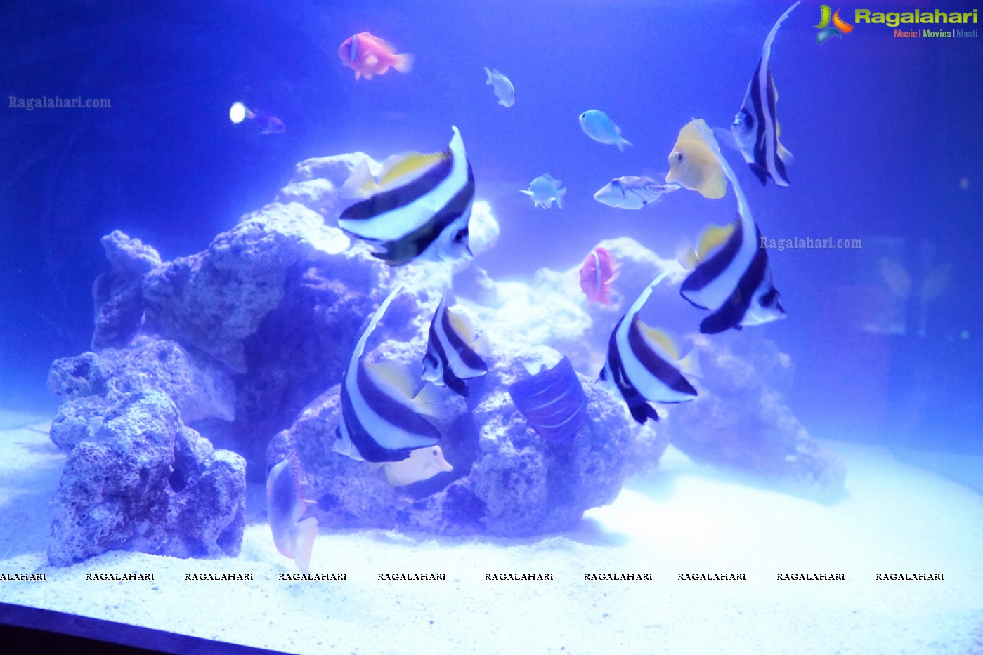 Aqua Life 2015 - Rare Species of Fish Exhibition