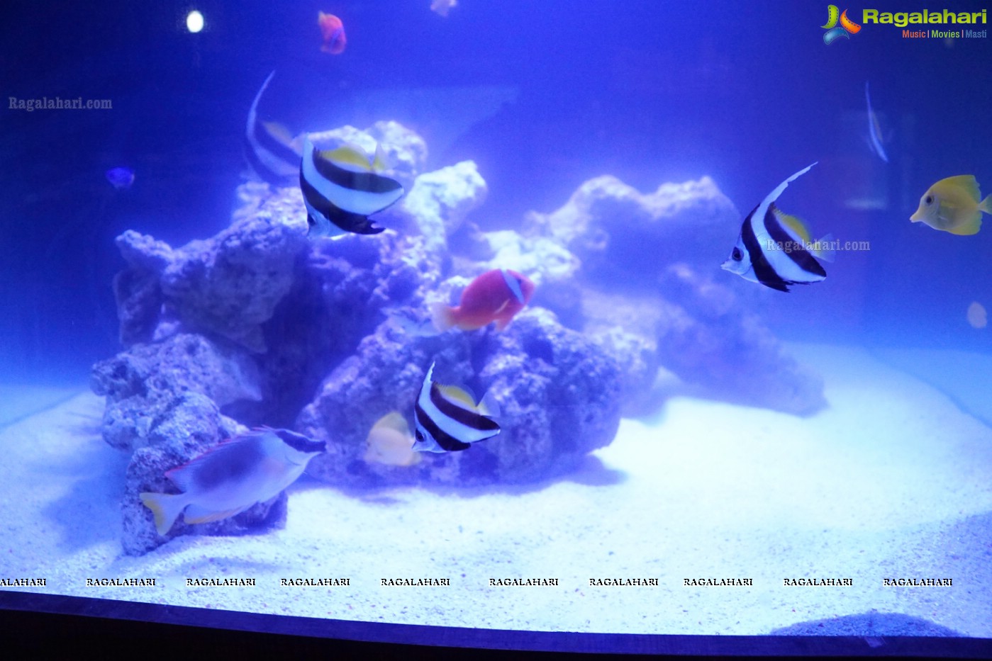 Aqua Life 2015 - Rare Species of Fish Exhibition