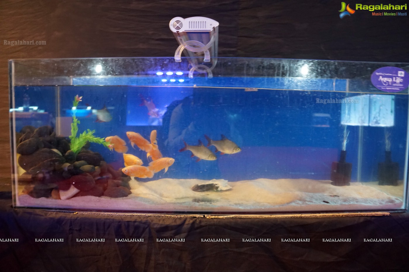 Aqua Life 2015 - Rare Species of Fish Exhibition