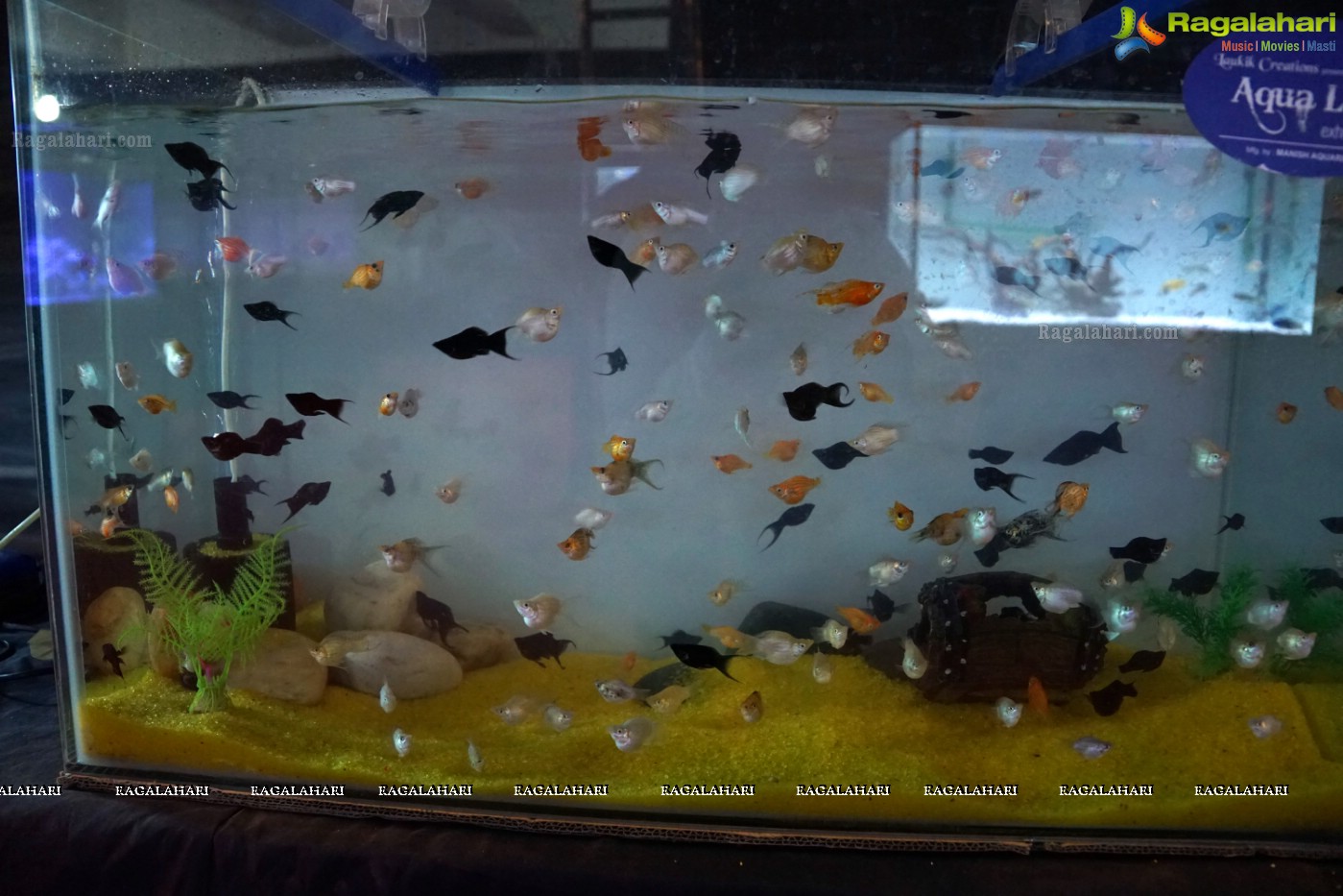 Aqua Life 2015 - Rare Species of Fish Exhibition