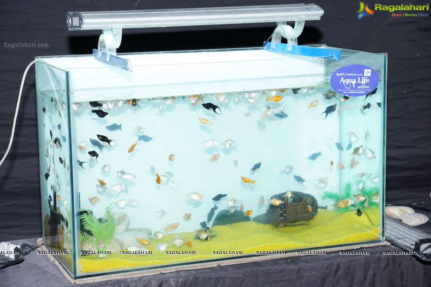 Aqua Life 2015 - Rare Species of Fish Exhibition