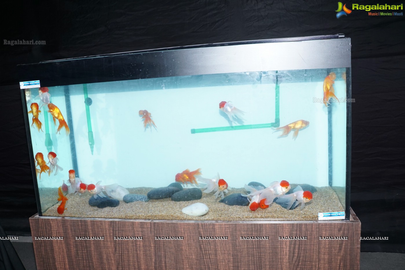 Aqua Life 2015 - Rare Species of Fish Exhibition