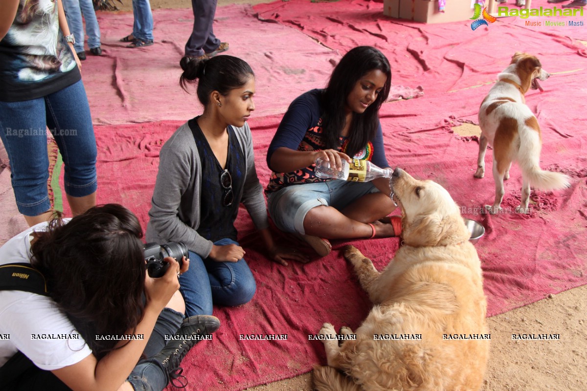 9th Pet Adoption Drive in Hyderabad