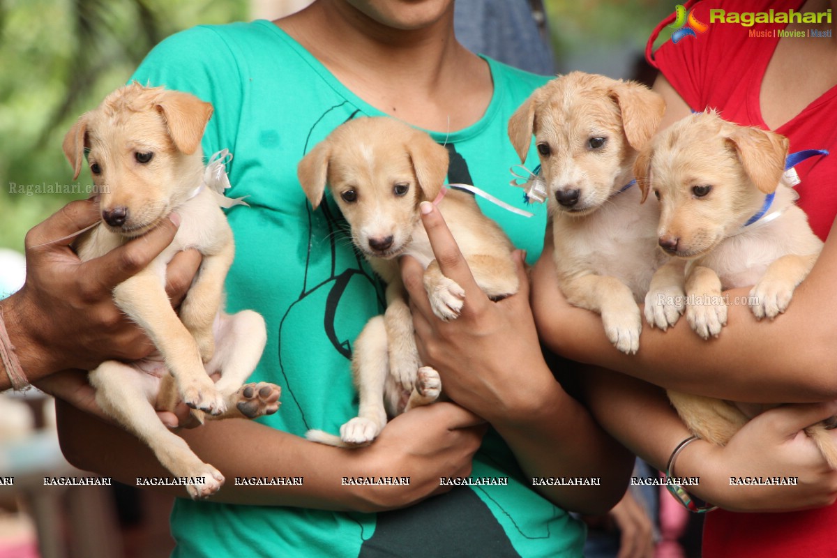 9th Pet Adoption Drive in Hyderabad