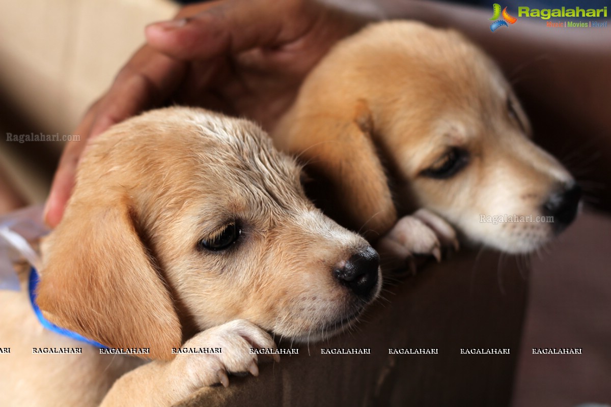 9th Pet Adoption Drive in Hyderabad