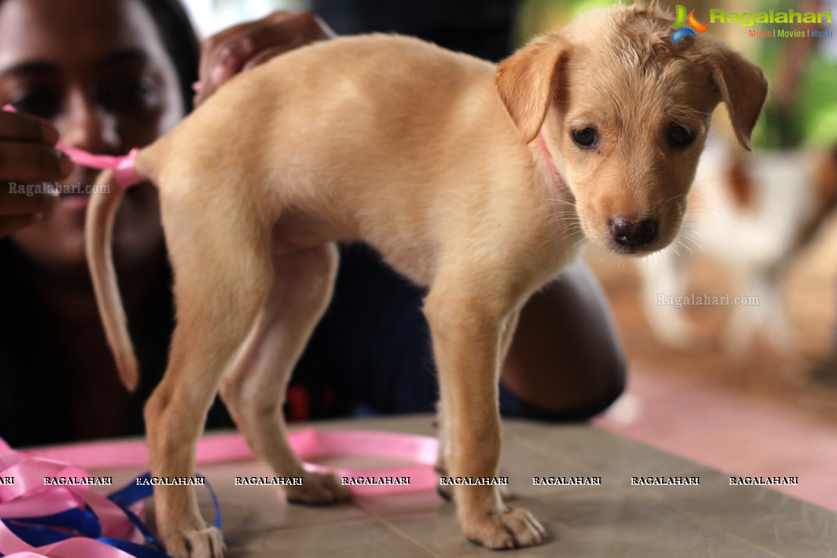 9th Pet Adoption Drive in Hyderabad