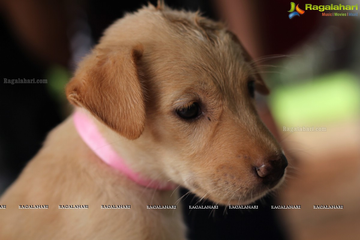 9th Pet Adoption Drive in Hyderabad