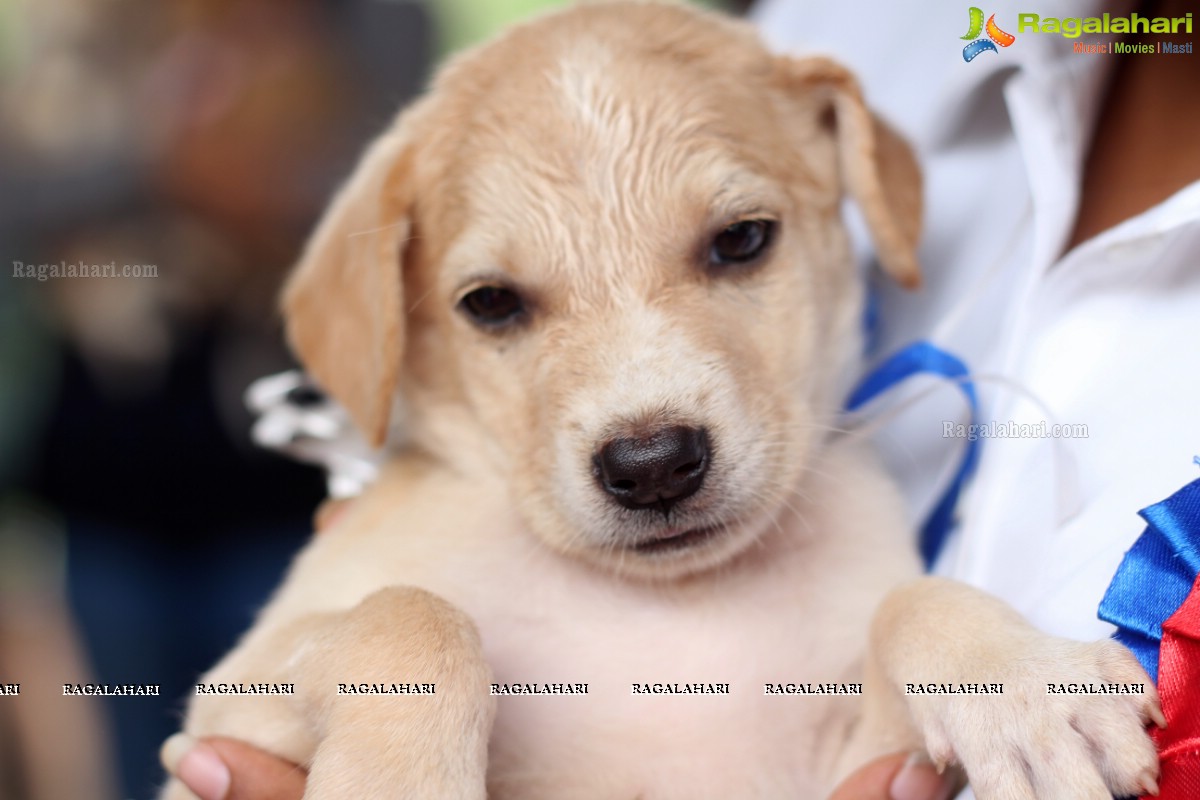 9th Pet Adoption Drive in Hyderabad