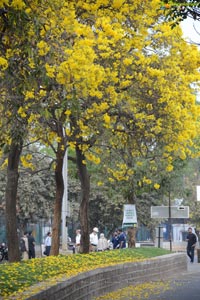 Pawan Kalyan Hrudaya Spandana Walk