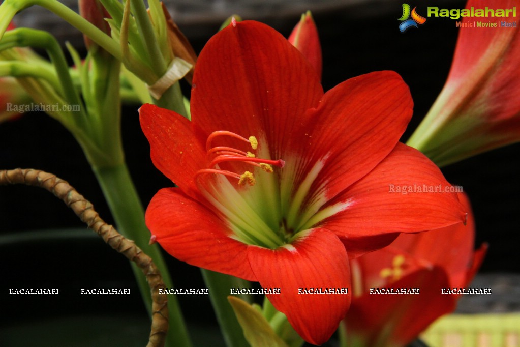 Khushi Ke Rang, Phoolon Ke Sang by Ikebana International Hyderabad Chapter #250