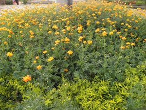 Krishnakanth Park, Hyderabad