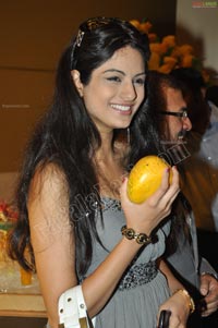 Mango Fiesta at Hotel Golkonda