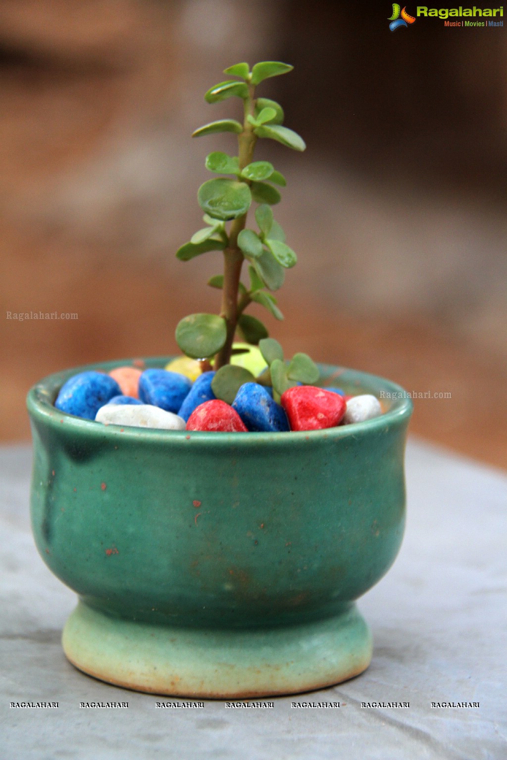 Free Distribution of Plants, Exhibition cum Sale Of Miniature Gardens at Birla Planetarium Hyderabad