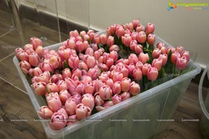 Tulip Festival at Champs Fleur