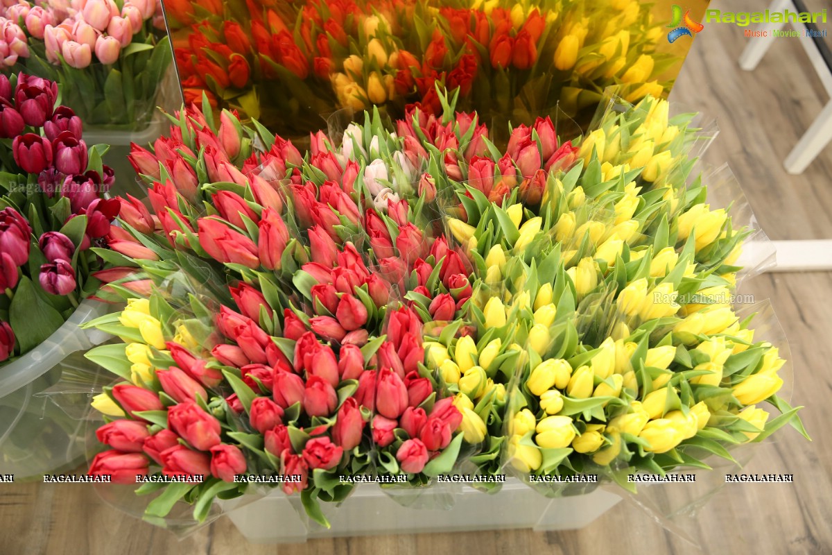 Tulip Festival at Champs Fleur in Jubilee Hills