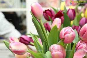 Tulip Festival at Champs Fleur