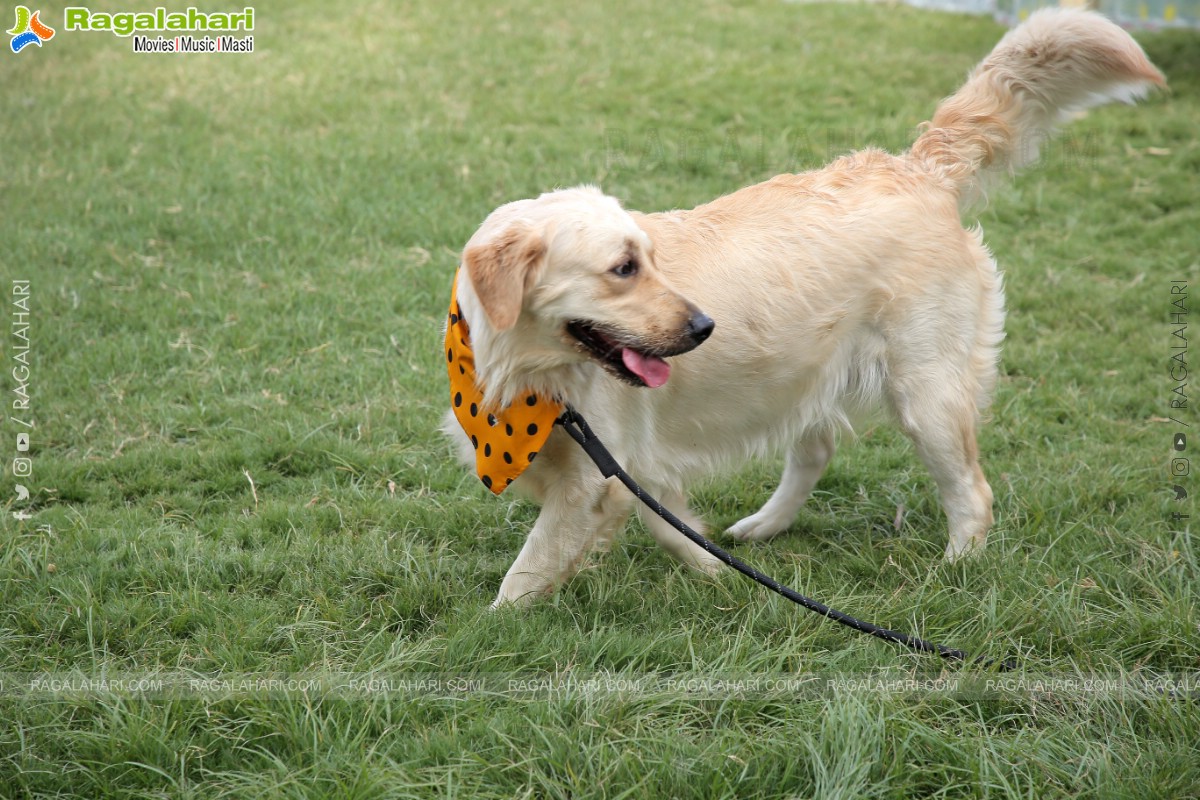 Peto'Fest by Woofing Tales at Phoenix Arena, Hitech City, Hyderabad