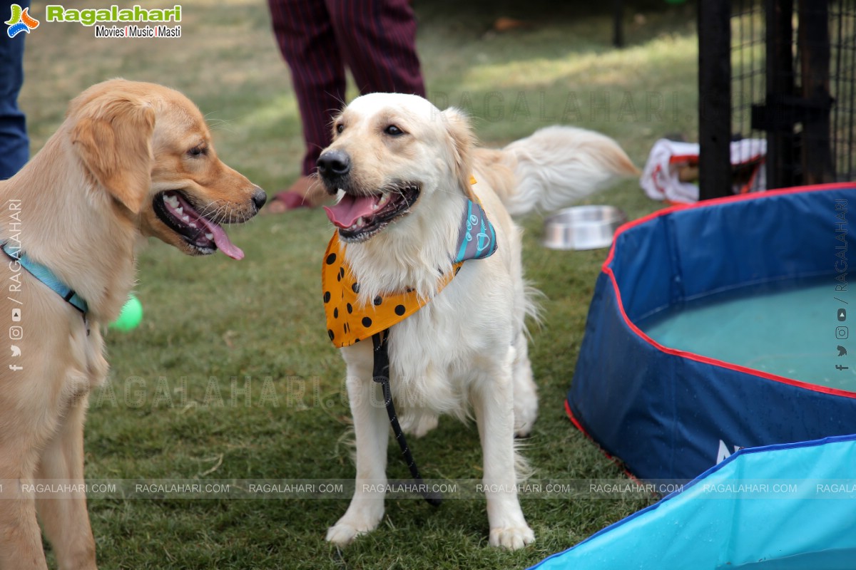 Peto'Fest by Woofing Tales at Phoenix Arena, Hitech City, Hyderabad