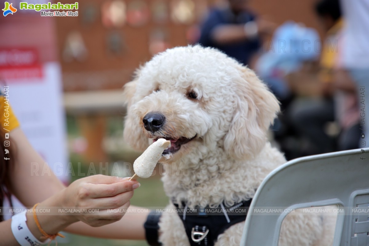 Peto'Fest by Woofing Tales at Phoenix Arena, Hitech City, Hyderabad