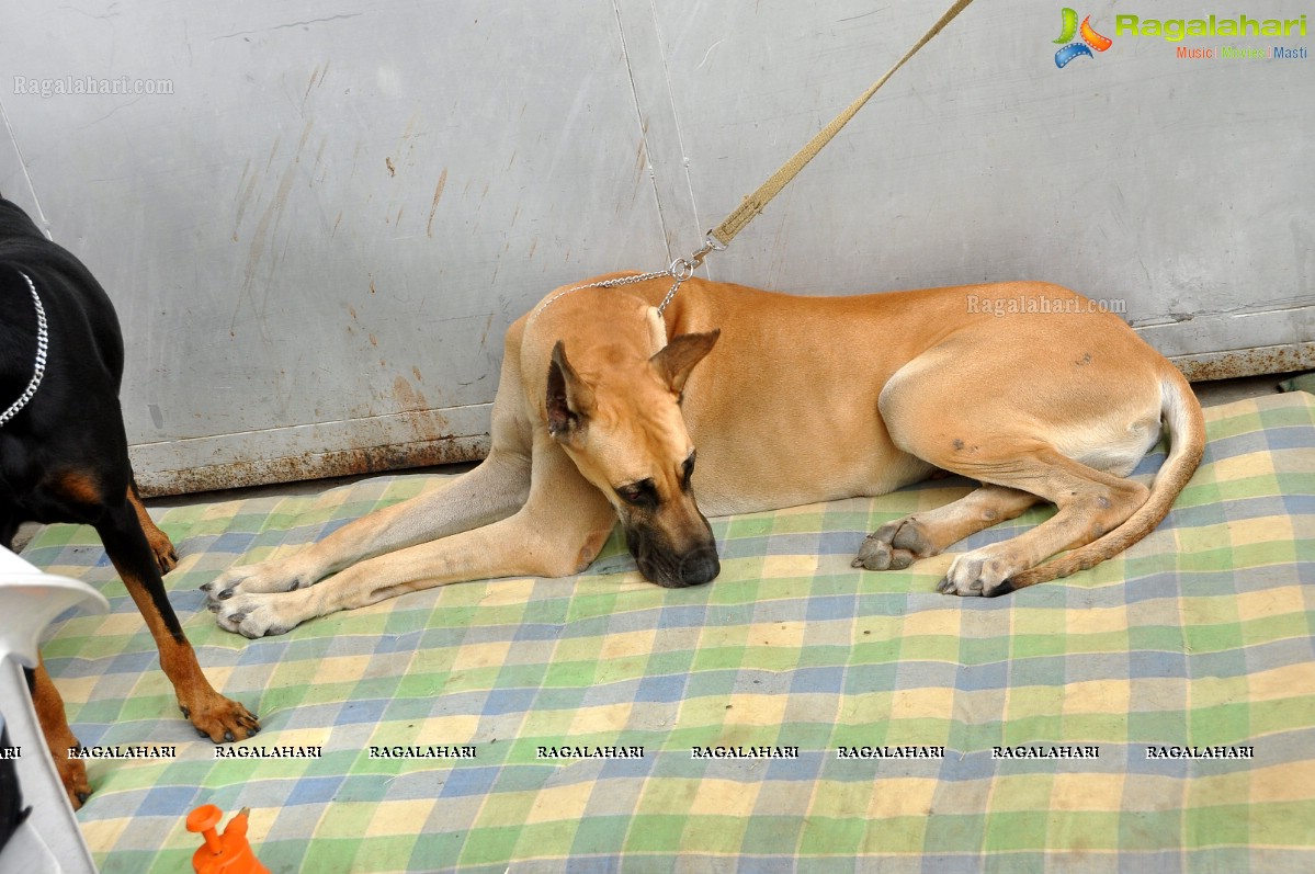 Hyderabad Canine Club's HyCan’12 Dog Show at HITEX