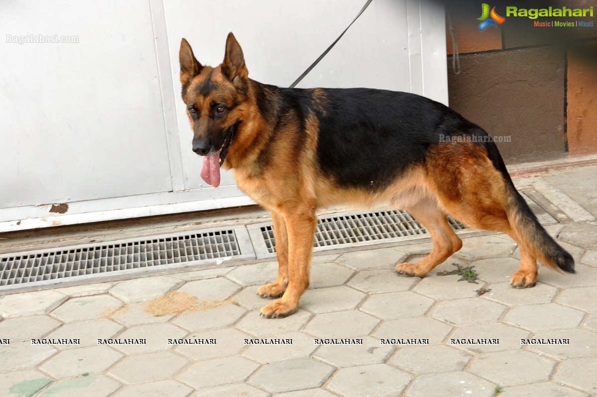 Hyderabad Canine Club's HyCan’12 Dog Show at HITEX