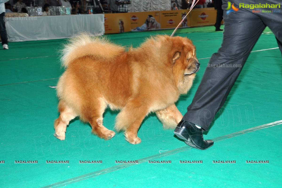 Hyderabad Canine Club's HyCan’12 Dog Show at HITEX