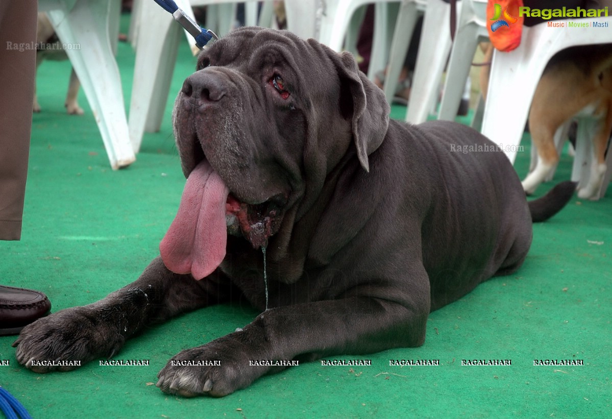 Dogs Day Out - Championship Dog Show, Secunderabad