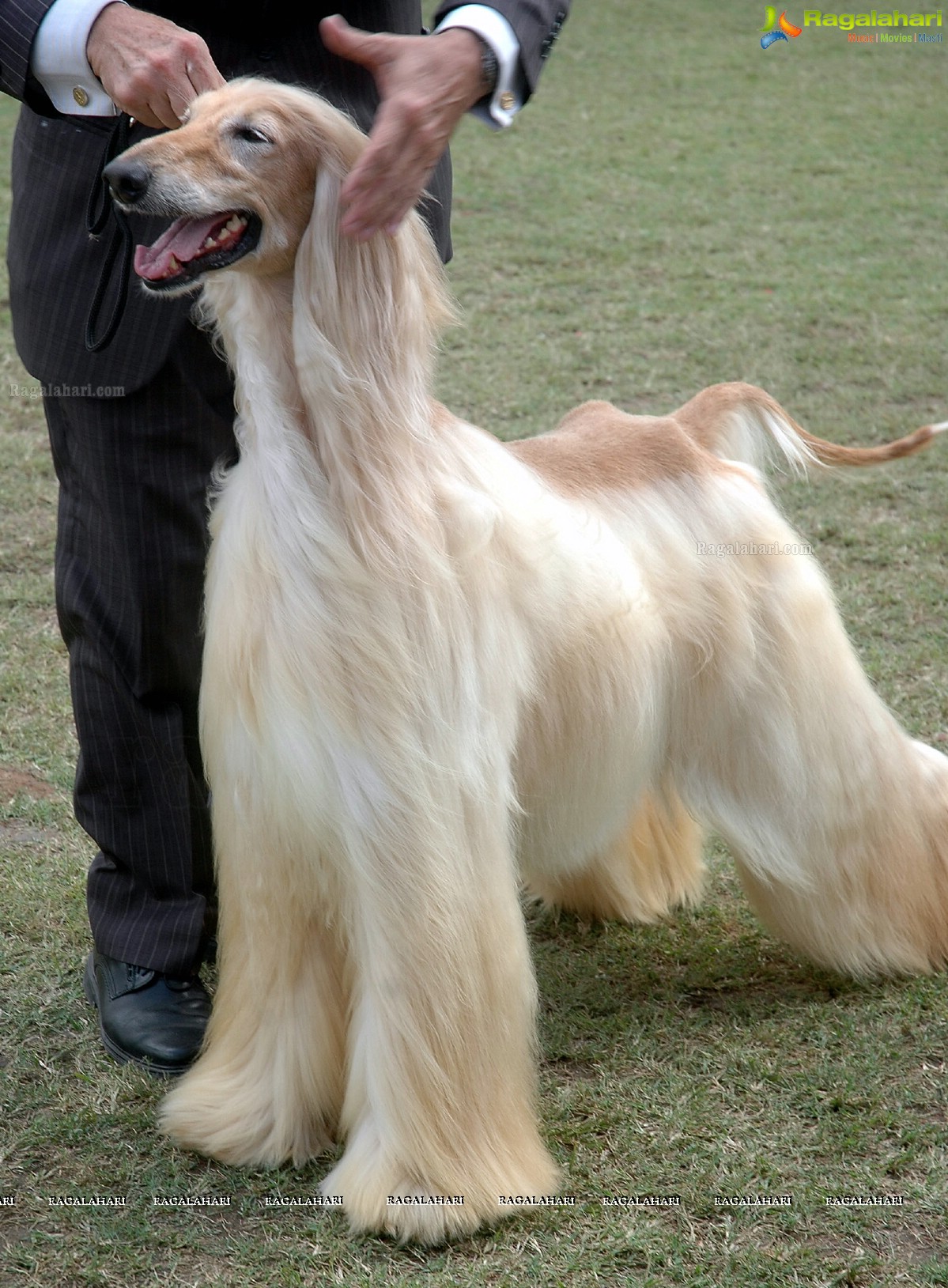 Dogs Day Out - Championship Dog Show, Secunderabad