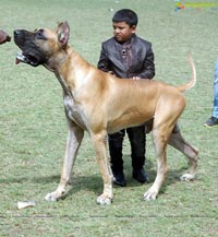 Hyderabad Pet Dogs