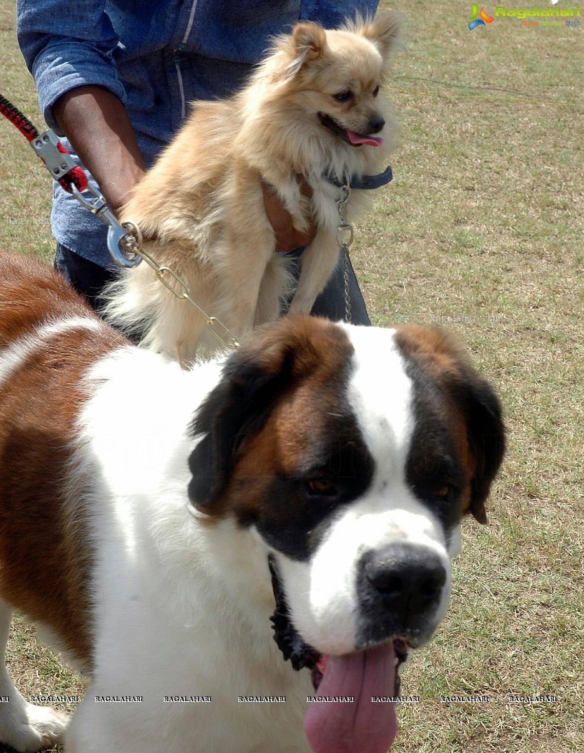 Dogs Day Out - Championship Dog Show, Secunderabad